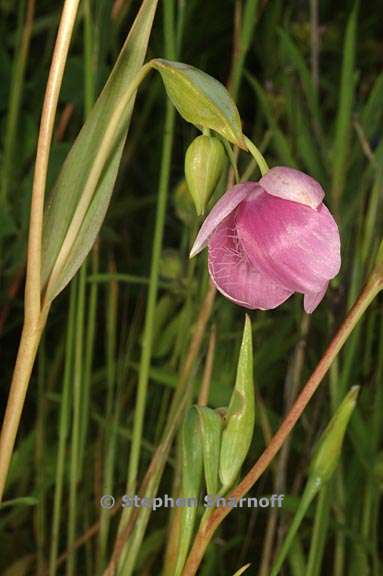 calochortus amoenus 6 graphic